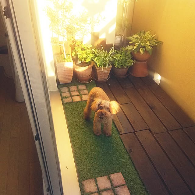実例写真