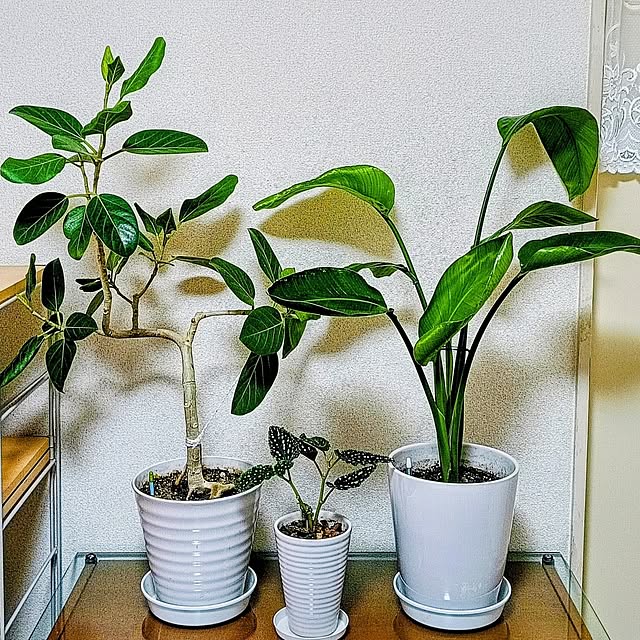 hanachanさんの部屋