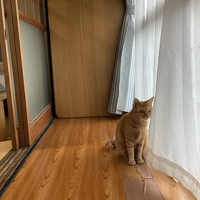 conatuさんの実例写真