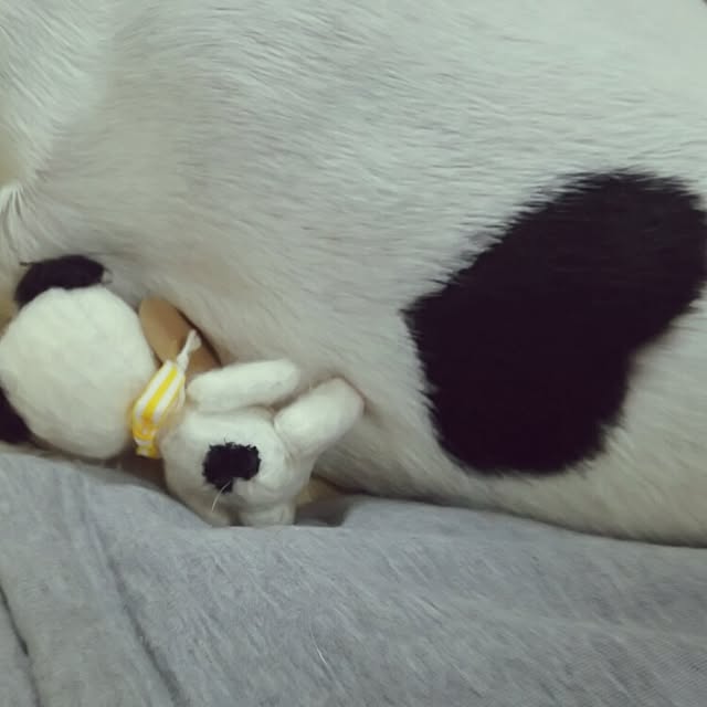 panchobiさんの実例写真