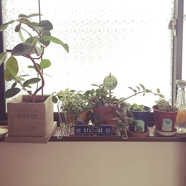 リビング/観葉植物のインテリア実例 - 2016-05-26 15:11:51