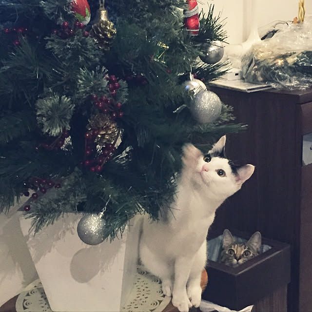toyoさんの実例写真