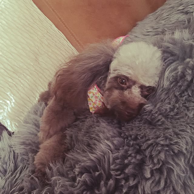 ayaroicoさんの実例写真
