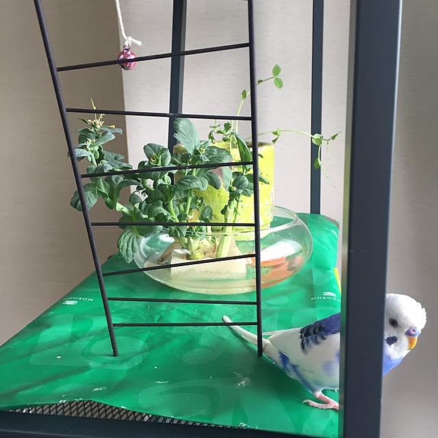 qqmmさんの実例写真
