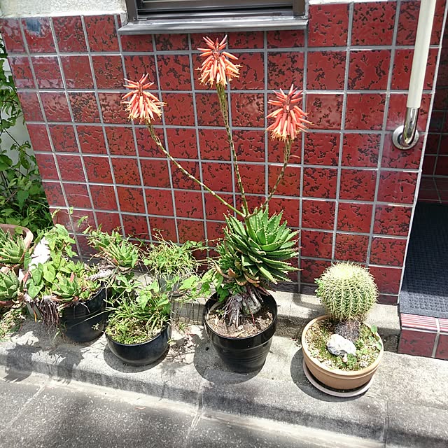 BOOBOOさんの実例写真