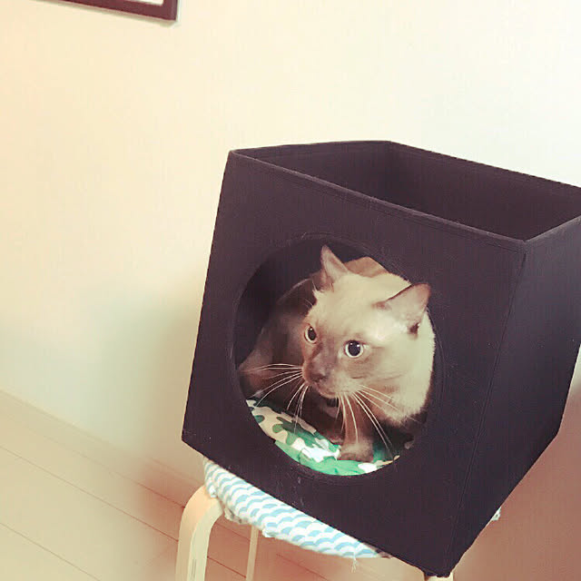 shienaさんの実例写真