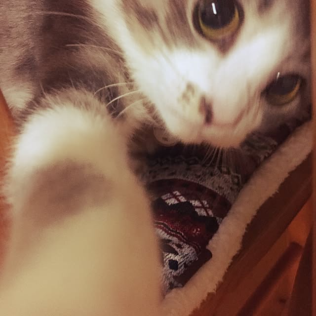 chiimalさんの実例写真