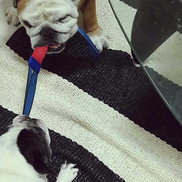 panchobiさんの実例写真