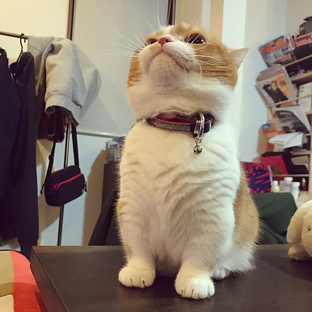 KotarouKunさんの実例写真