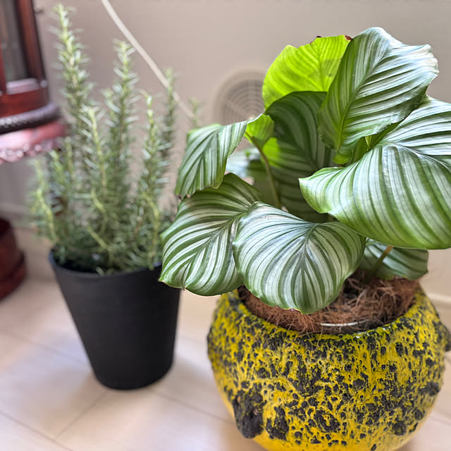 tricoさんの部屋