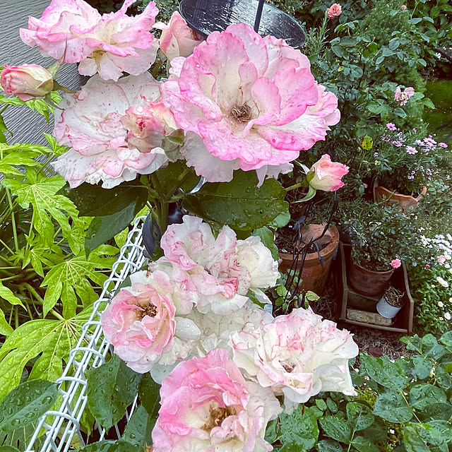 kaochanさんの実例写真