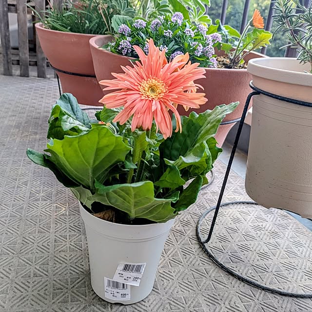 mi-saさんの部屋