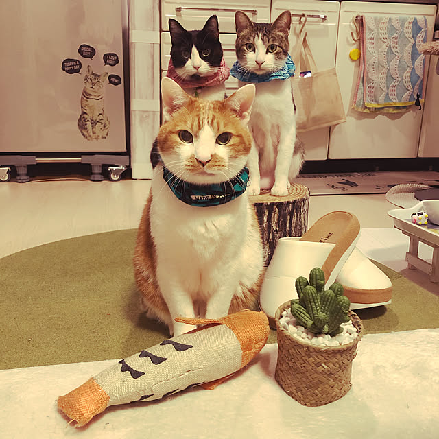 mikenekoさんの実例写真