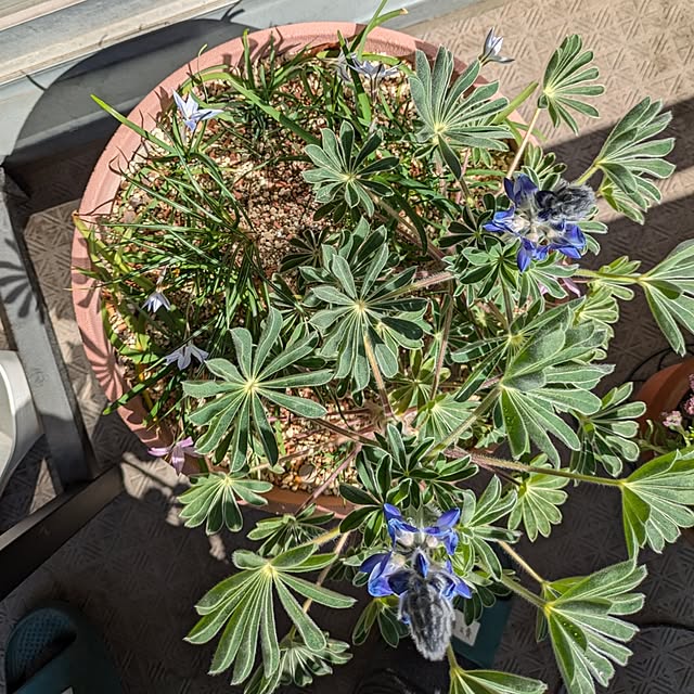 mi-saさんの部屋