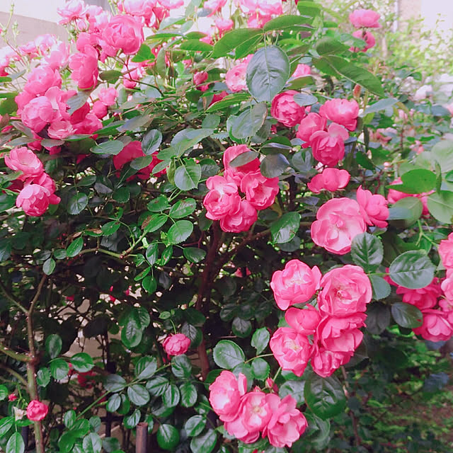 magnoliaさんの実例写真
