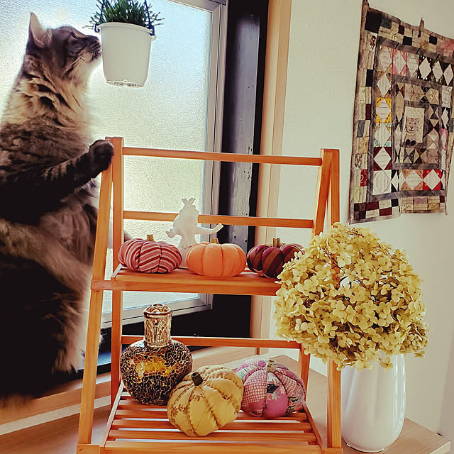 makoさんの実例写真