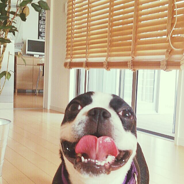 maekoさんの実例写真
