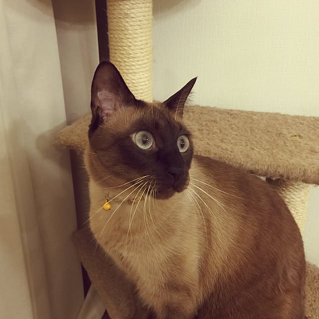 dodoさんの実例写真