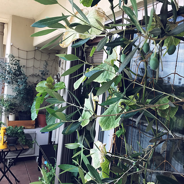tacaco01180919さんの実例写真