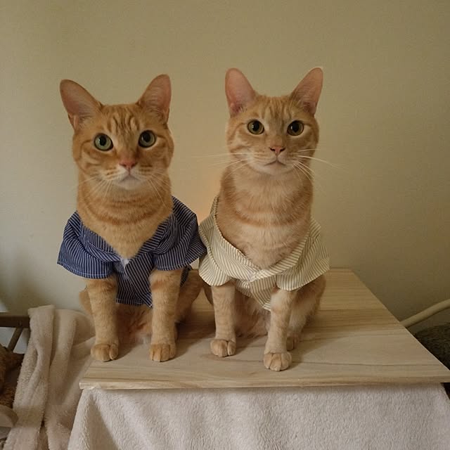 mayutan.さんの実例写真