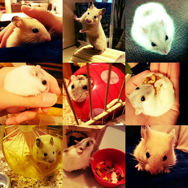 happiness.ay1206さんの実例写真