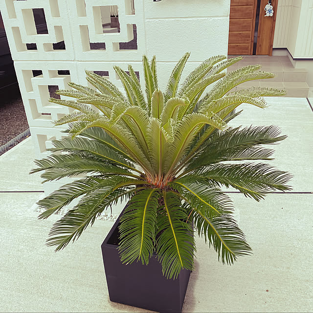 観葉植物/庭/玄関/入り口のインテリア実例 - 2021-07-11 20:43:09