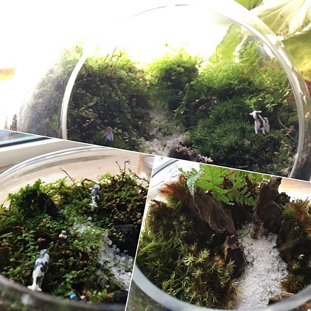 aquarium_seaさんの実例写真