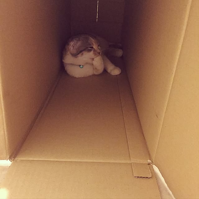 tityさんの実例写真