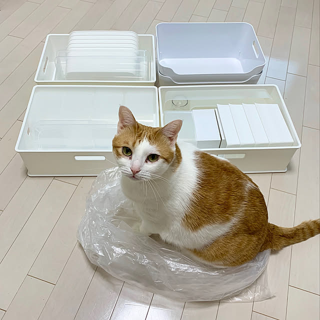 bikkeさんの実例写真