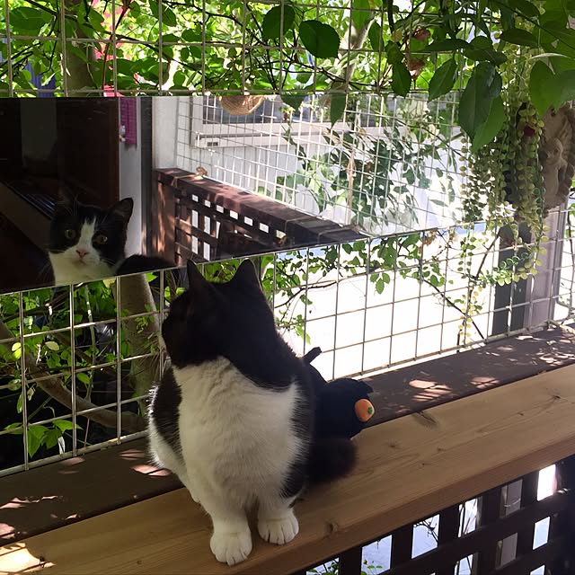 butachanさんの実例写真
