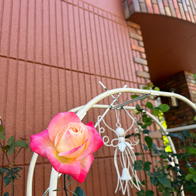 RoseLife5818さんの実例写真