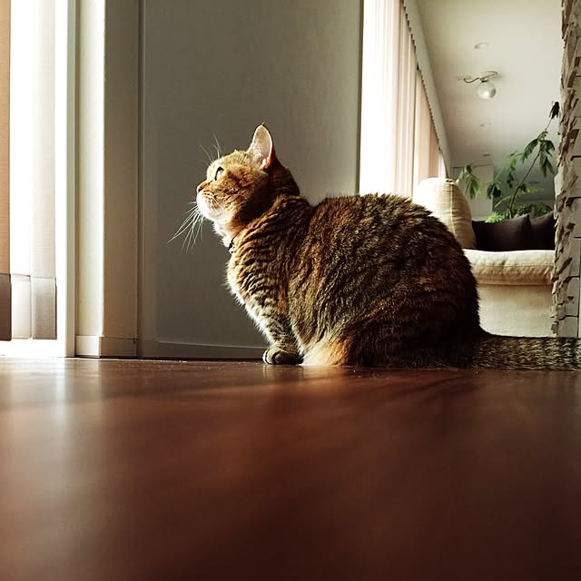 meloさんの実例写真