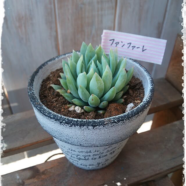 kaochanさんの実例写真