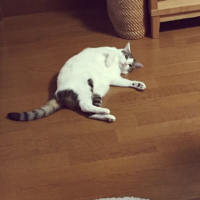 yuzucha3さんの実例写真