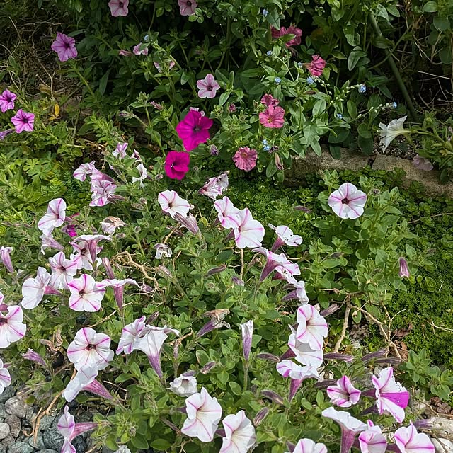 machikomamaさんの部屋