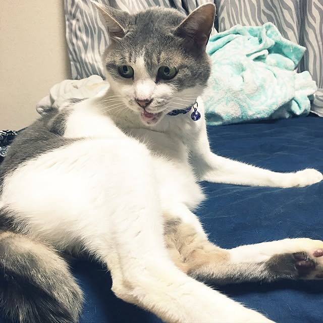 watageさんの実例写真