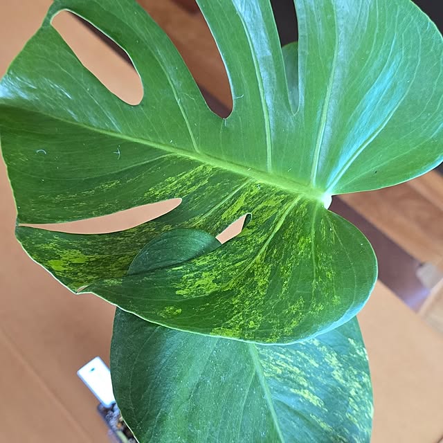 whiskerbloomさんの部屋