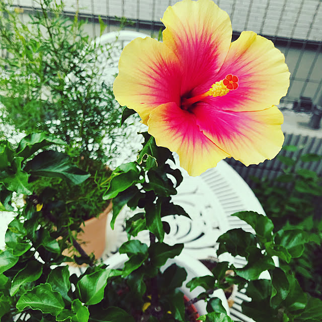 観葉植物/玄関/入り口のインテリア実例 - 2020-05-16 10:45:55