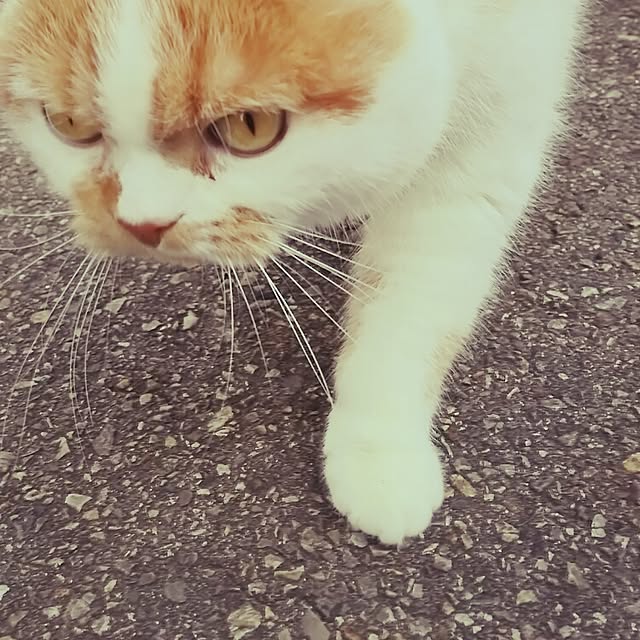 panchobiさんの実例写真