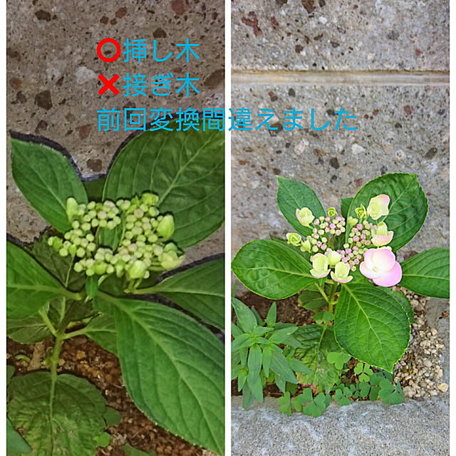 ameamekaasanさんの実例写真