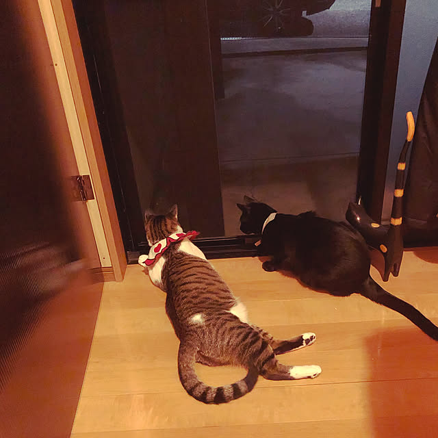 jijiさんの実例写真