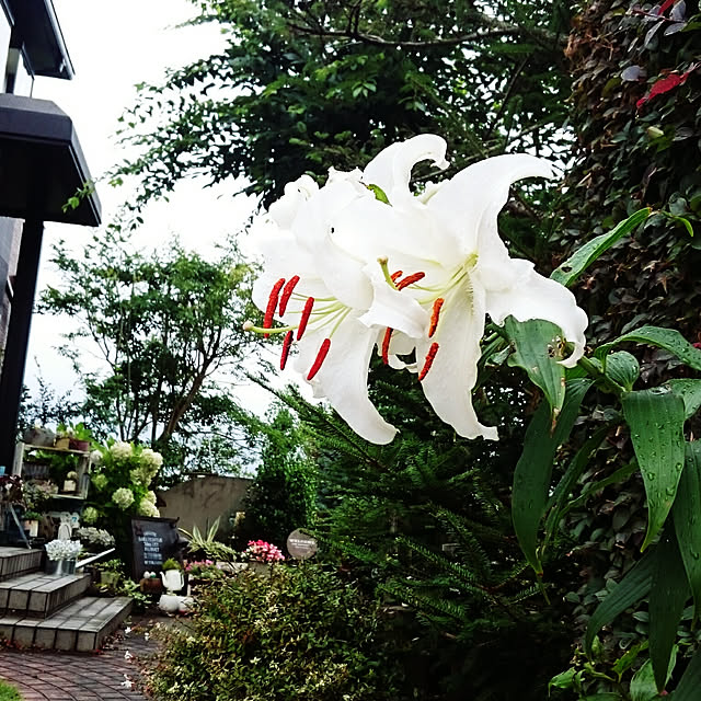 highig16さんの実例写真