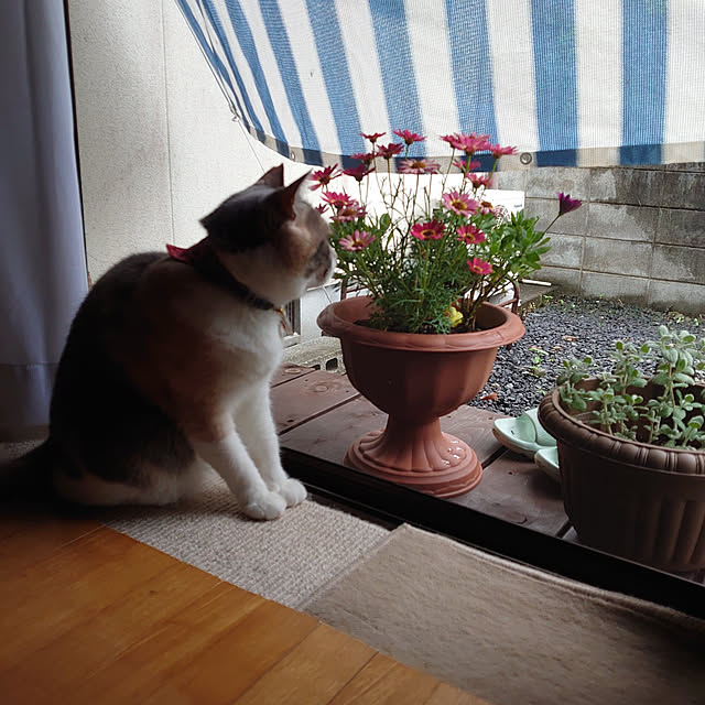 fukuさんの実例写真