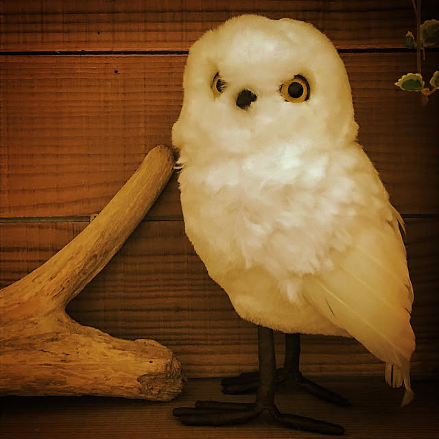 Watanabejunpilさんの実例写真