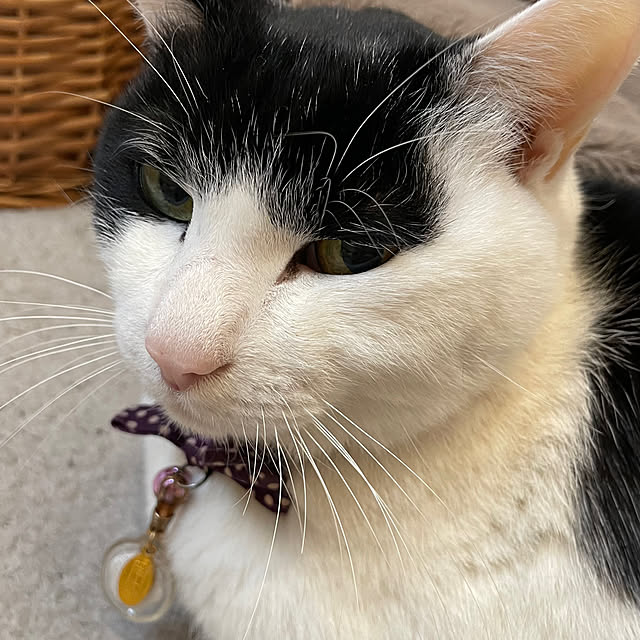 nekosamaさんの部屋
