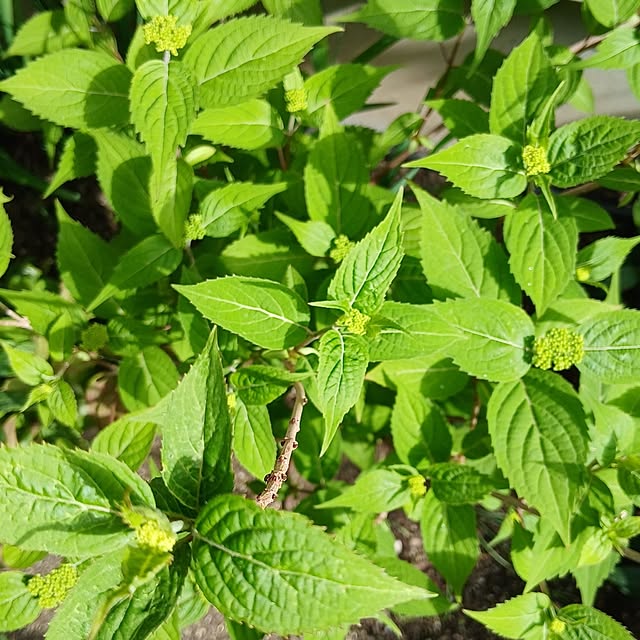 chidorinさんの部屋