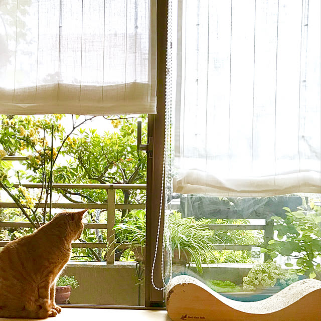 pooさんの実例写真