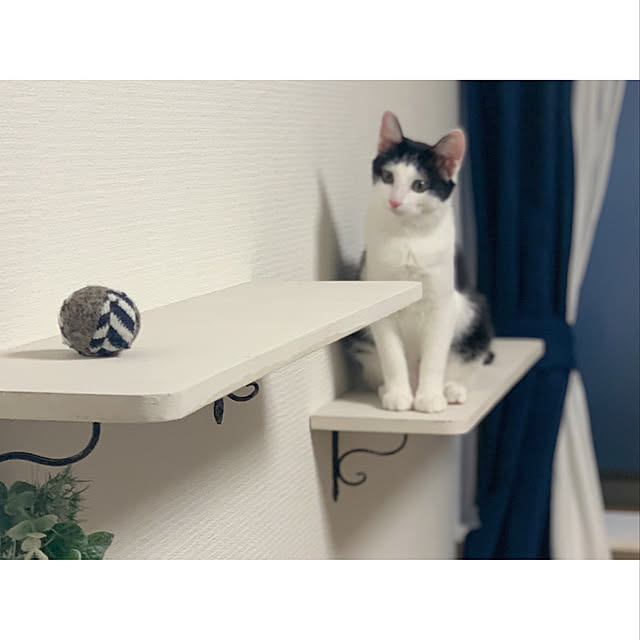 harukaさんの実例写真