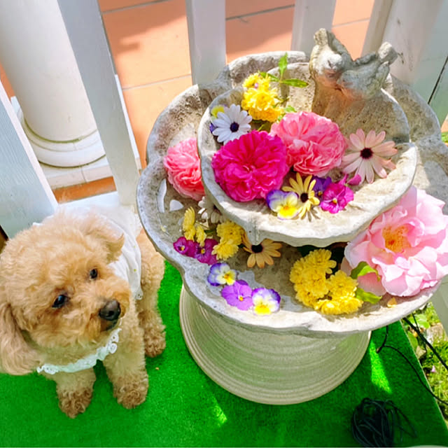 HappyRoseさんの実例写真