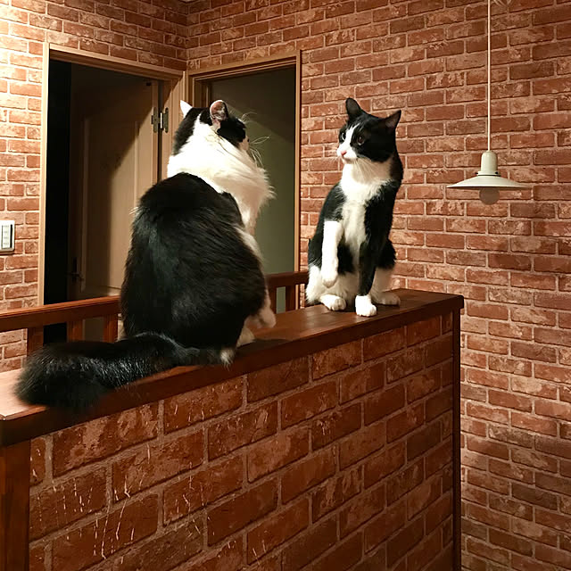 butachanさんの実例写真